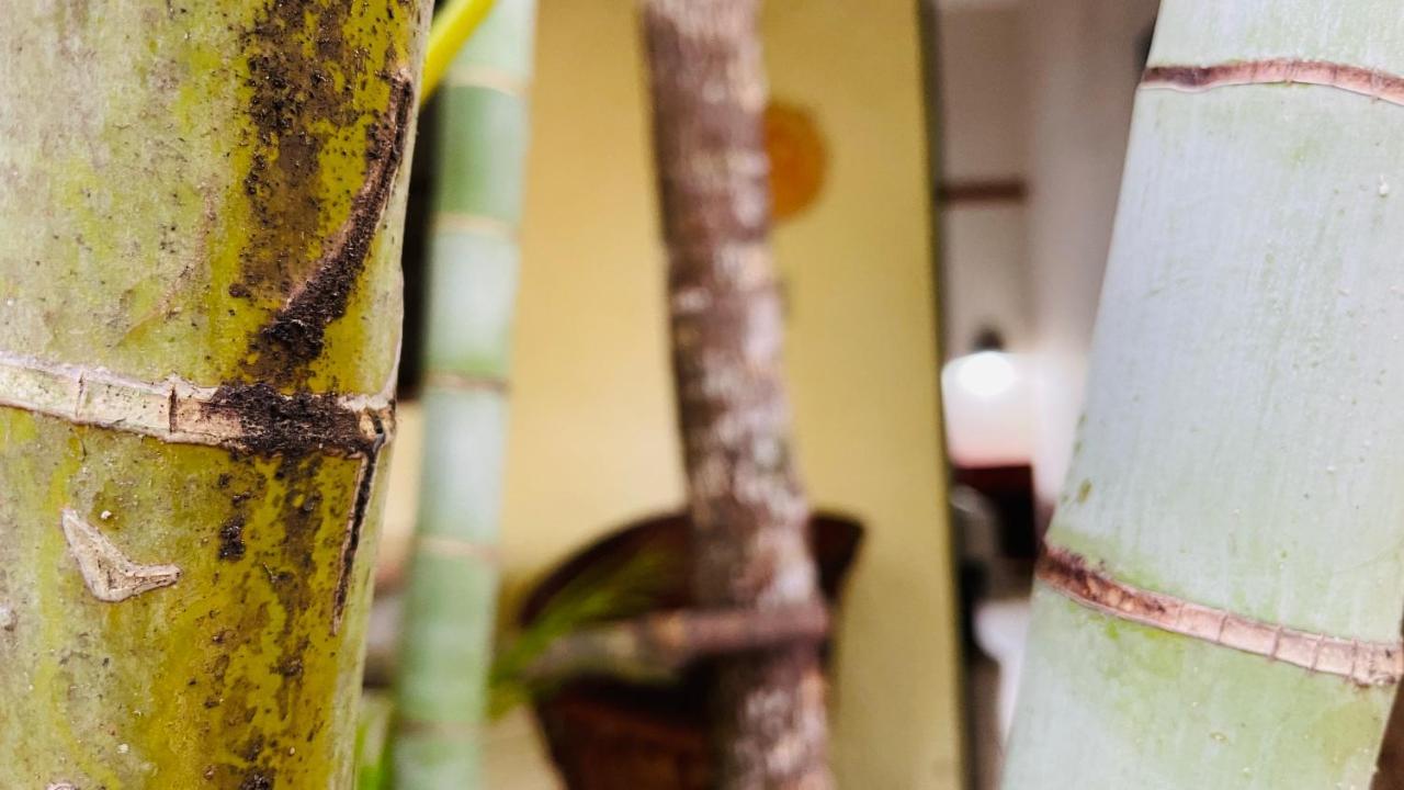 Hotel B&B - 5Th Avenue Playa del Carmen Zewnętrze zdjęcie Bamboo